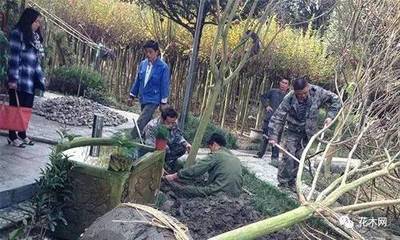 【苗木人必看】苗市峰回路轉,你的銷售該如何晉級